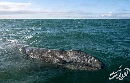 تصاویر منتخب حیات وحش در یک هفته